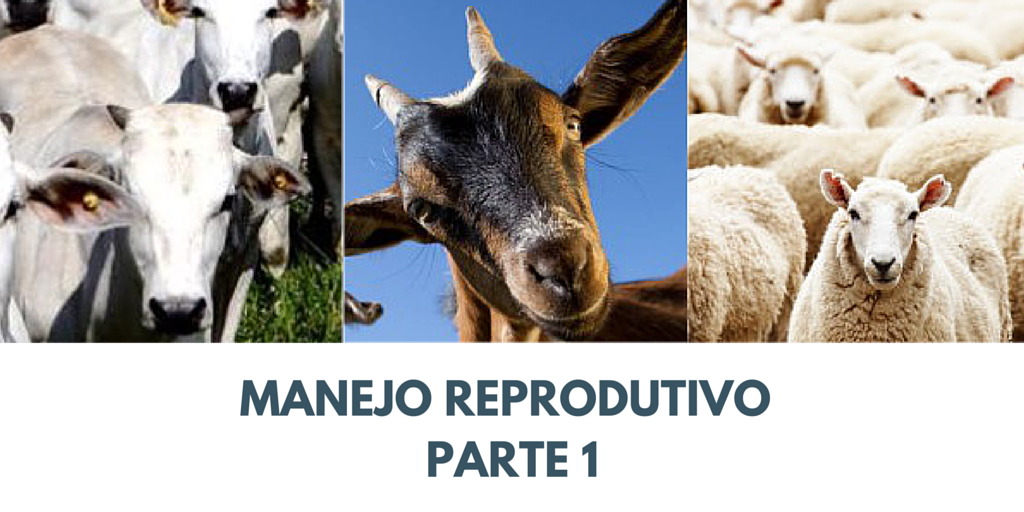 Manejo Reprodutivo – Parte 1