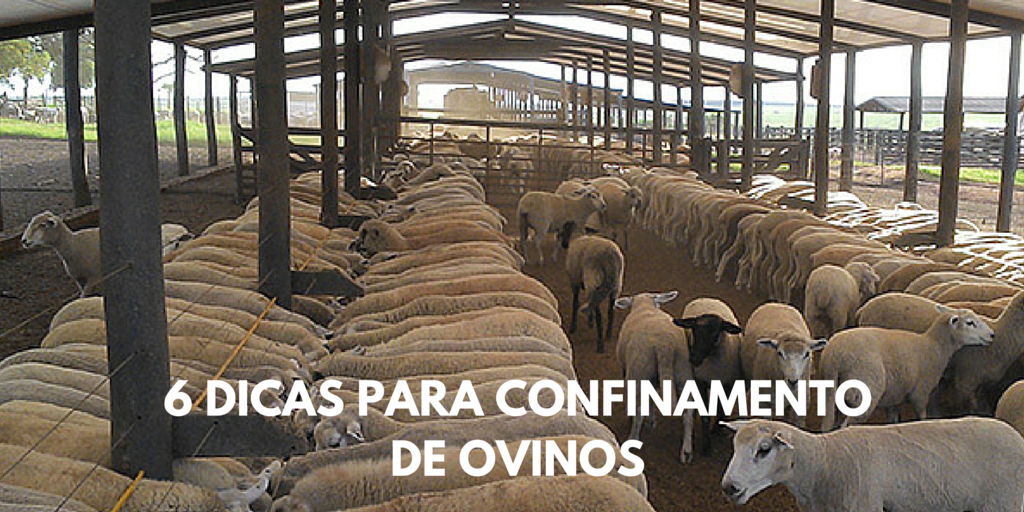 6 Dicas para Confinamento de Ovinos