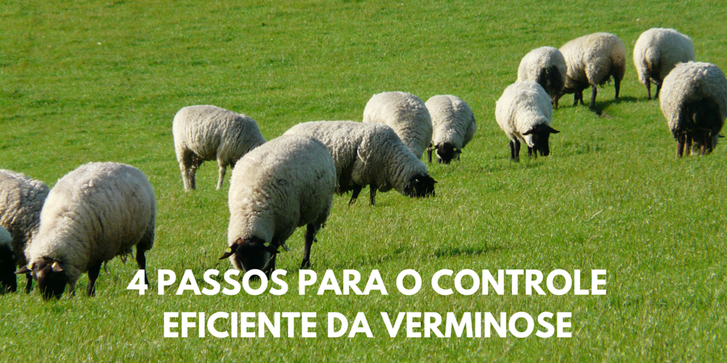 4 passos para o controle eficiente da verminose ovina