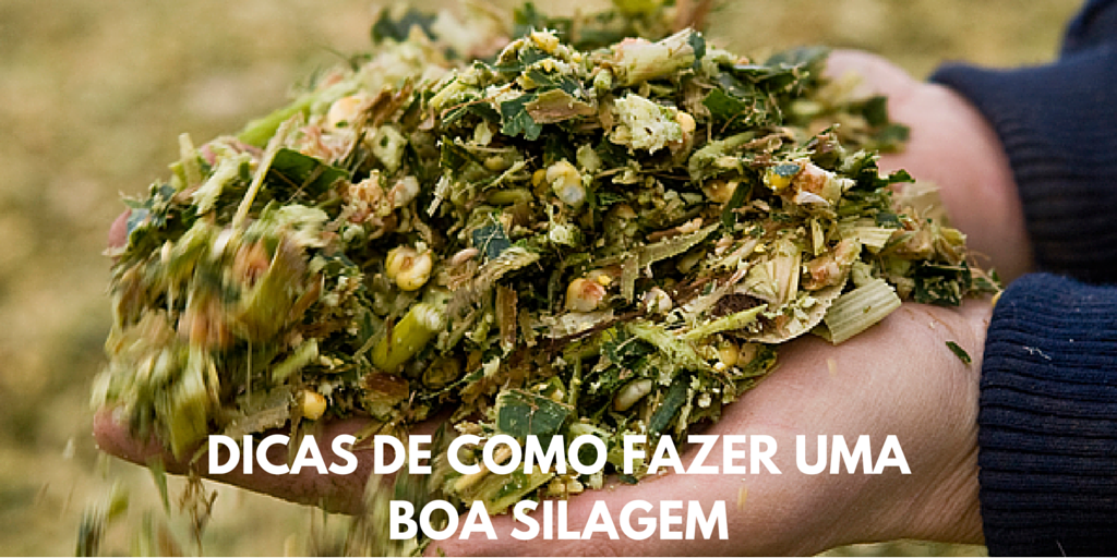 Dicas De Como Fazer Uma Boa Silagem