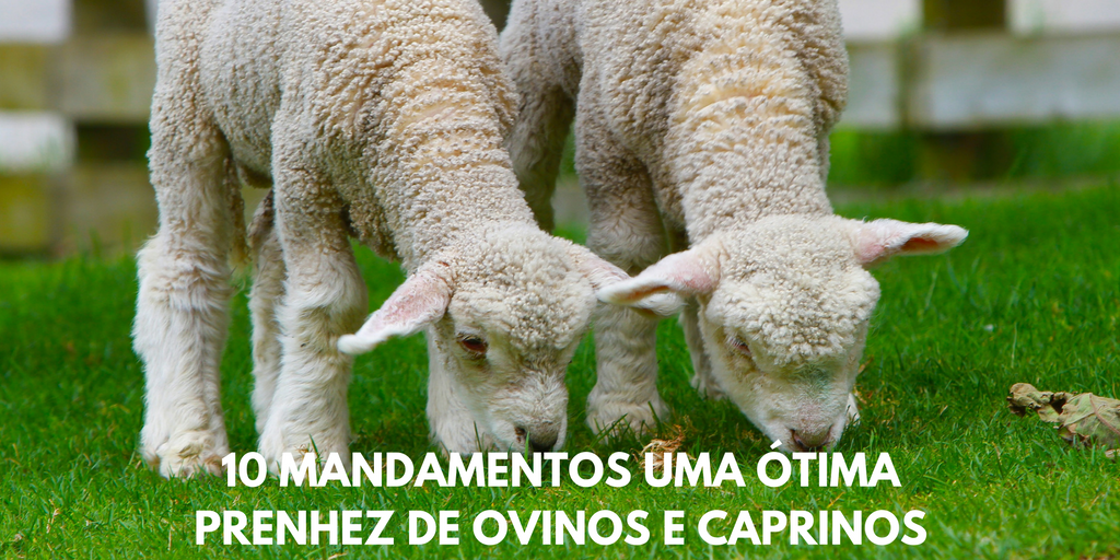 Prenhez de Ovinos e Caprinos