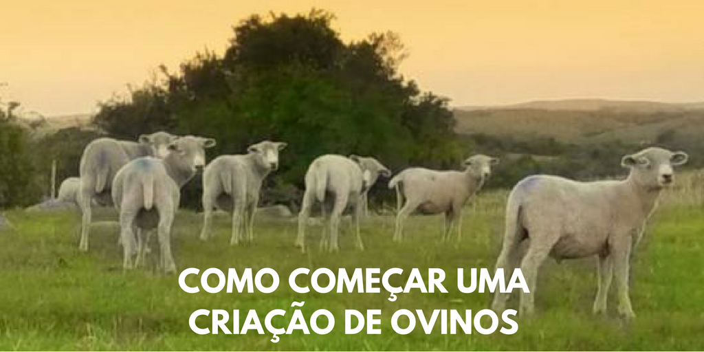 Começar Criação Ovinos