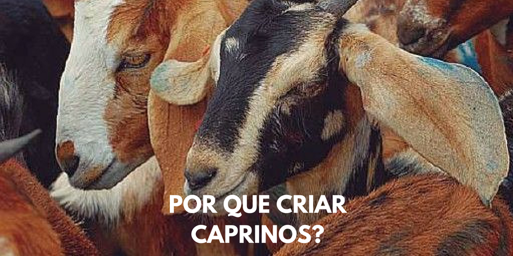 Caprinos – Por que criar?