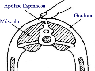 Condição Corporal em Ovinos