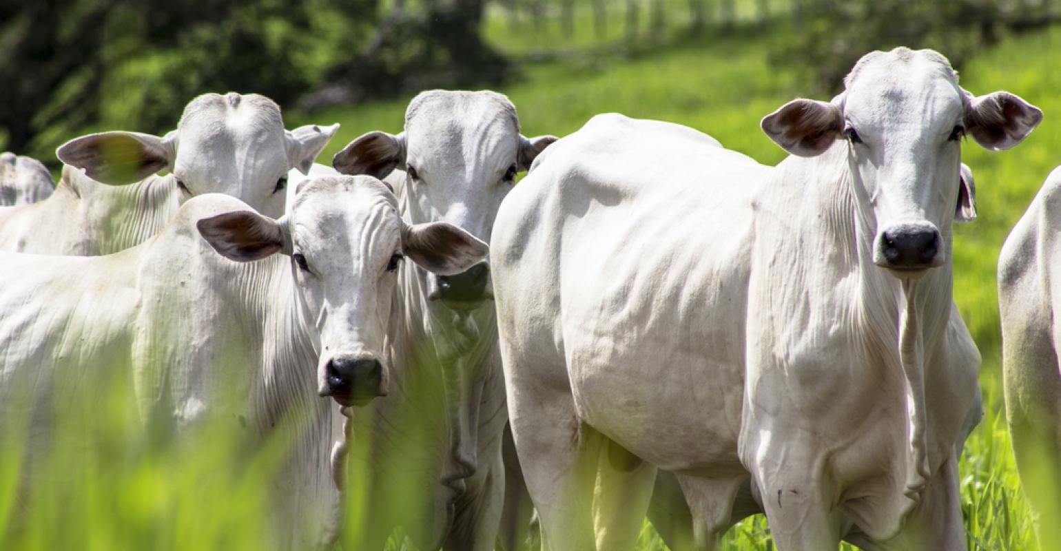 O Agro não para: Prepare sua fazenda para o coronavírus