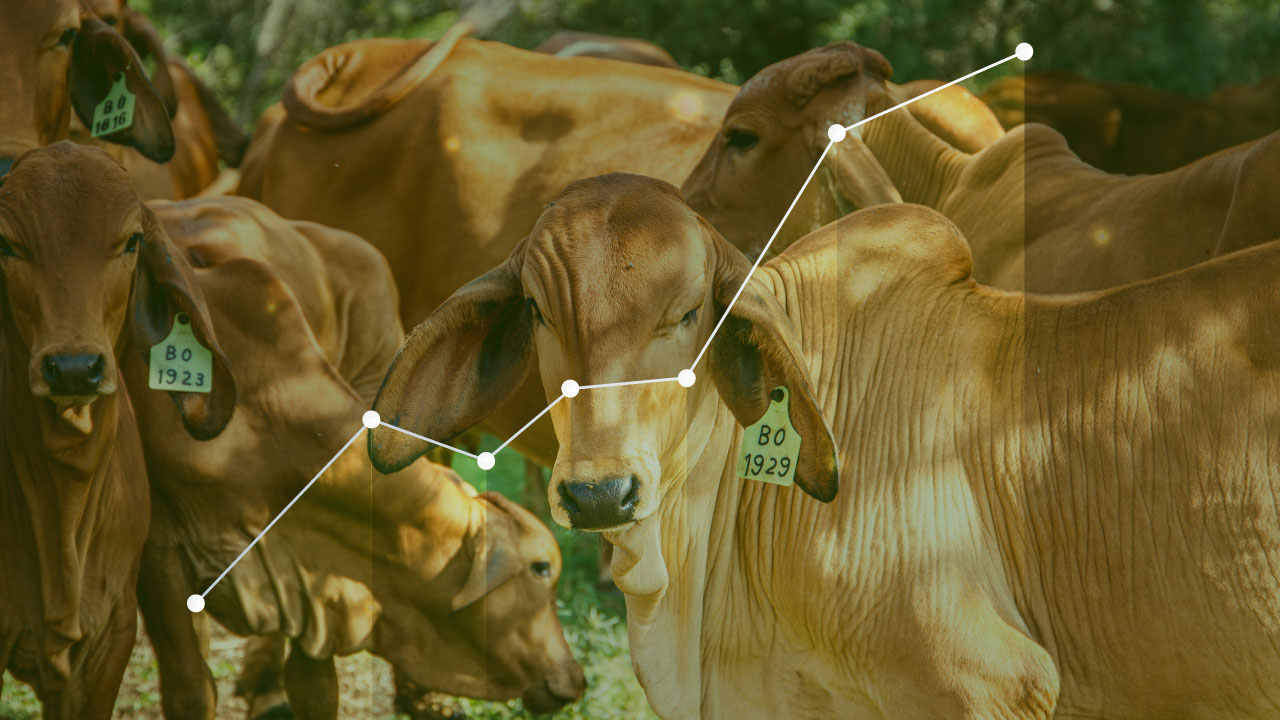 A importância dos indicadores reprodutivos do rebanho e como o Farmin pode ajudar